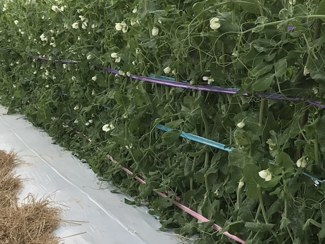 ����ό��_��