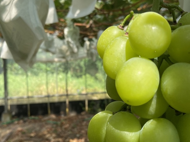 ����ό��_��