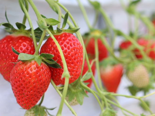 ����ό��_��