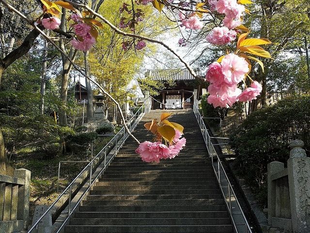 ���X�|�b�g����ē��I�i���q�_�ЁE3�����{�`4����{���j_���т����q�~