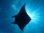 gsJ@T|[g@I-FISH̎ʐ^2