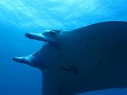 gsJ@T|[g@I-FISH̎ʐ^3