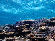 gsJ@T|[g@I-FISH̎ʐ^4