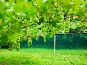 _ƃXg@܂˂Li_Ƒ̌j̎ʐ^2