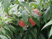 _ƃXg@܂˂Li_Ƒ̌j̎ʐ^3