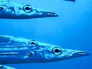 vē_CrOZ^[ SHIRAHAMA̎ʐ^2