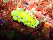 vē_CrOZ^[ SHIRAHAMA̎ʐ^3