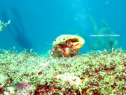 Diving Shop KANOA̎ʐ^3