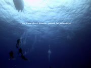 Diving Shop KANOA̎ʐ^4