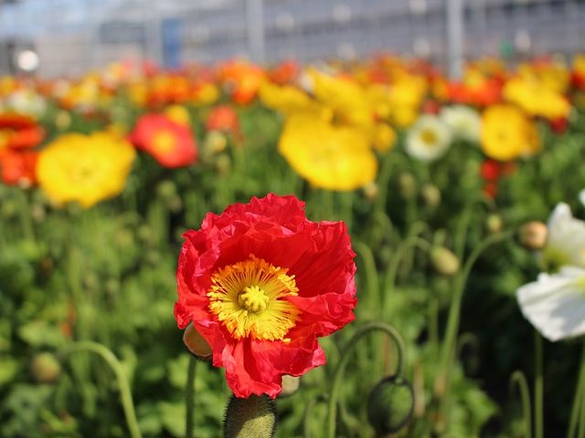 �|�s�[���ł��܂�_��R�ό���������