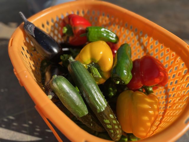 �E���V�p���̋G�߂̂���ؒB�B�p�v���J���F�t����8���͉Ė�؂��x�ǖ�ł͒��Չ߂��B�ǂ��������ABBQ��s�U�̃g�b�s���O�ɍō��B_�E���V�p�E�t���m