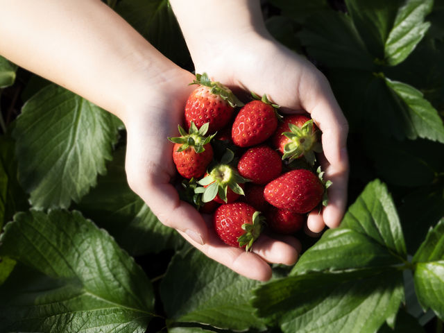 ́AŊÎ_ς\ł̂ŃIXX!!_MIGAKI FARM(ICHIGO WORLD)