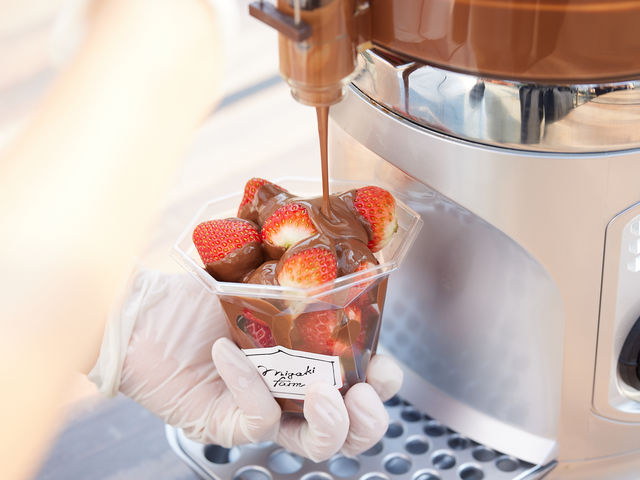 �v���~�A���v�����ł̓`���R�����������̌����y���߂܂�_MIGAKI FARM(��ICHIGO WORLD)