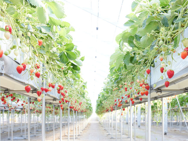 ̂gȃnEX͂ȂĂ܂_MIGAKI FARM(ICHIGO WORLD)