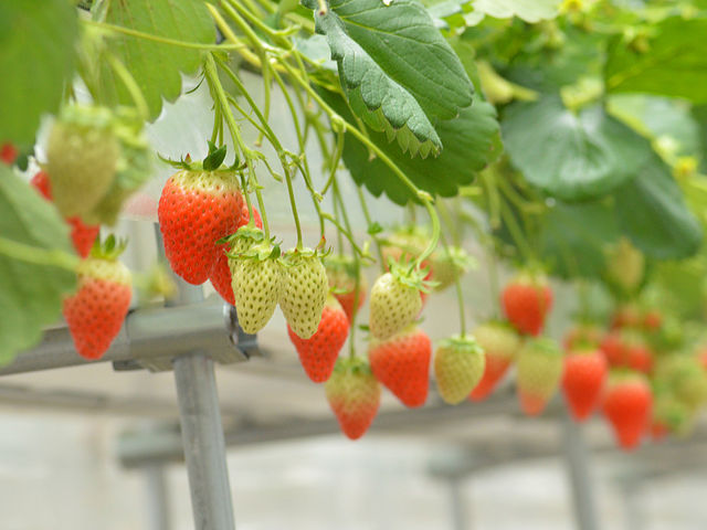 �x�W�^�u���K�[�f��