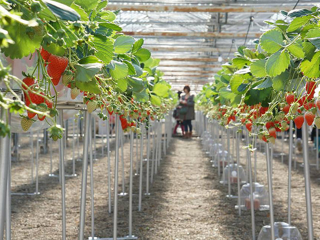 �x�W�^�u���K�[�f��