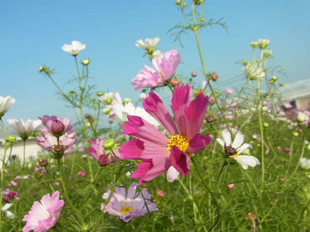 ��Ԃ̃R�X���X���l�C�ł��B10�����{�`11�����{�܂ŊϏ܏o���܂��B2017�N�x��50���{�B_�G�ߑ̌��_��@�Ԃ̊C