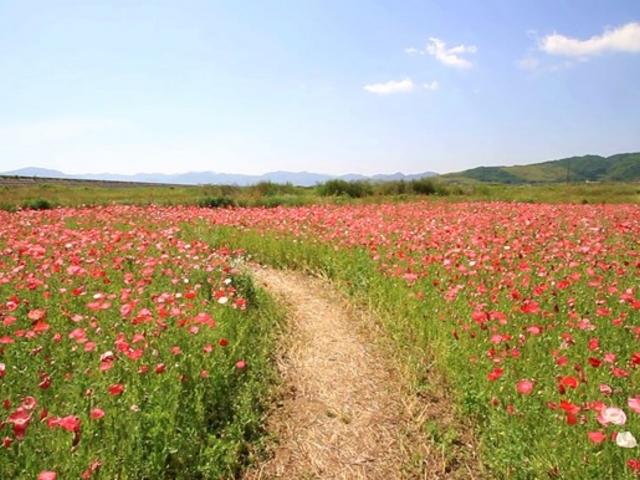 �n���ł����Y��Ȃ��Ԕ��ɂȂ�A���ԃR�X���X�B9�����{�`10�����{�܂ŊϏ܏o���܂��B2017�N�x��20���{�B_�G�ߑ̌��_��@�Ԃ̊C