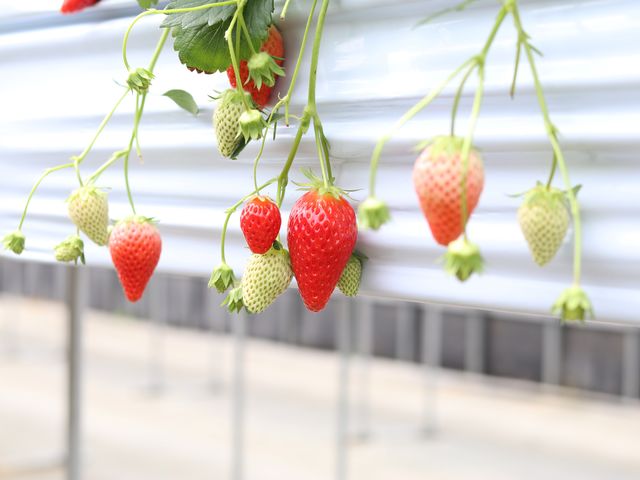 �t�@�[�}�V�A�v�ۂ̎ʐ^1