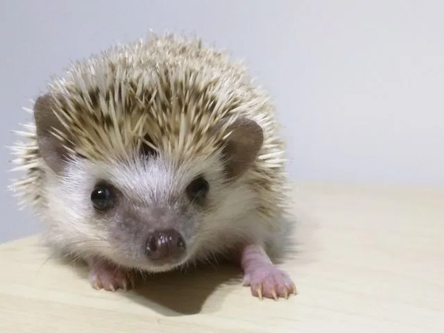 午前2時のハリネズミさん