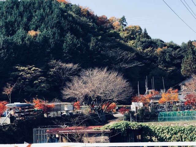 gtvWFNgB߂̊قgt̗ɂׂAIɍgtAĂ܂BA59{̍gtAĂ܂B_߂̊