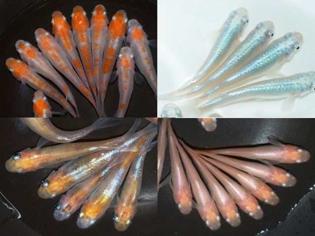 ߂̊قŎ舵Ăǂ߂łB_߂̊