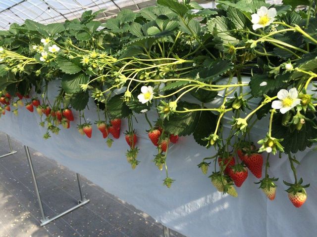 �������n�E�X������