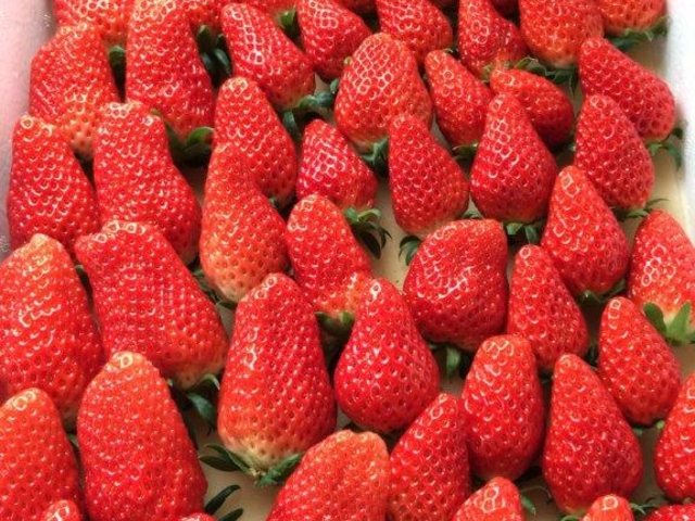 �������n�E�X������