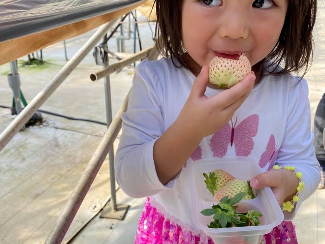 �K�C���t�@�[��(���c�t�@�[���j