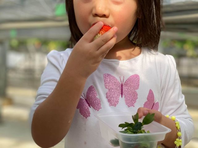 �K�C���t�@�[��(���c�t�@�[���j