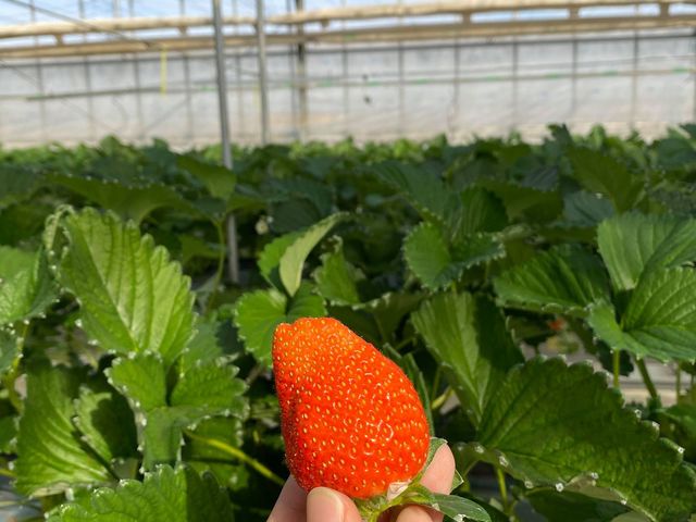 �K�C���t�@�[��(���c�t�@�[���j