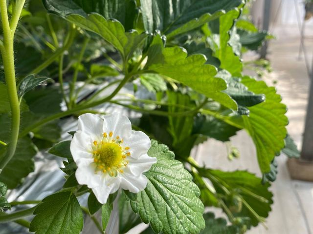 �K�C���t�@�[��(���c�t�@�[���j