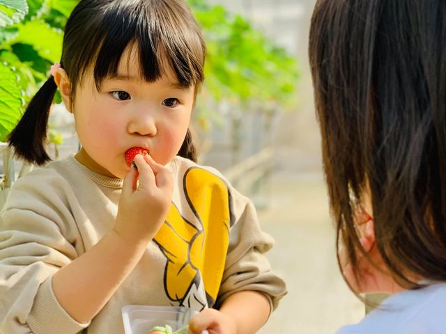 �K�C���t�@�[��(���c�t�@�[���j