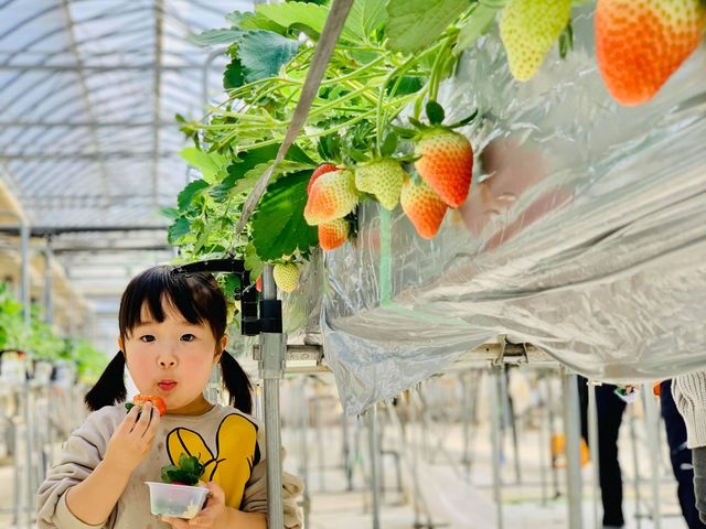 �K�C���t�@�[��(���c�t�@�[���j