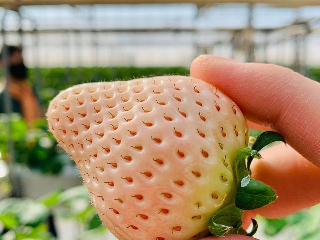 �K�C���t�@�[��(���c�t�@�[���j