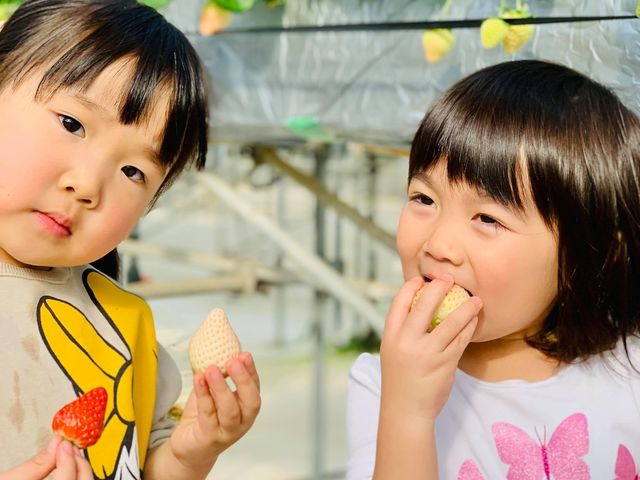 �K�C���t�@�[��(���c�t�@�[���j