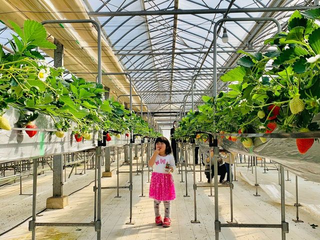 �K�C���t�@�[��(���c�t�@�[���j