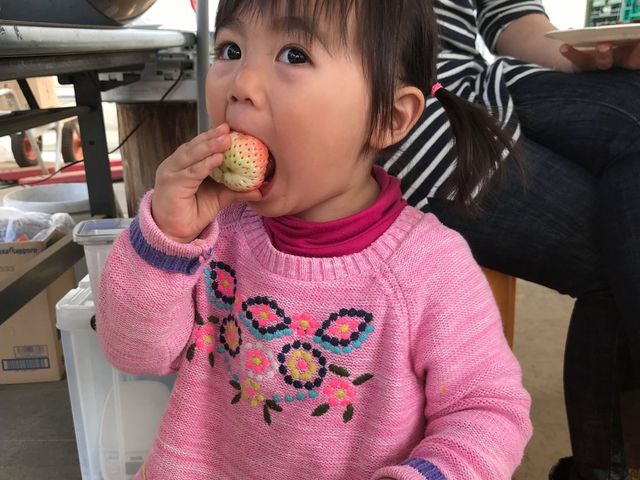 �K�C���t�@�[��(���c�t�@�[���j