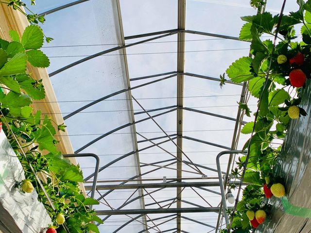 �K�C���t�@�[��(���c�t�@�[���j