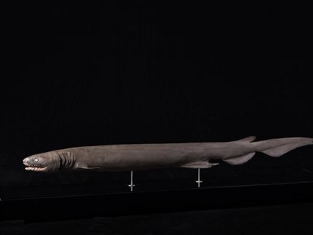 ���{��w���������Ȋw�������فi���̔����فj