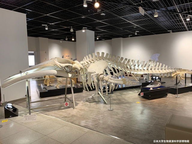 ���{��w���������Ȋw�������فi���̔����فj