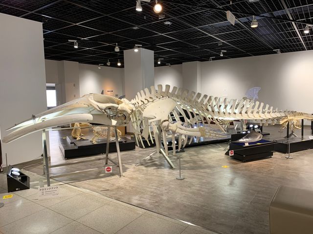 ���{��w���������Ȋw�������فi���̔����فj