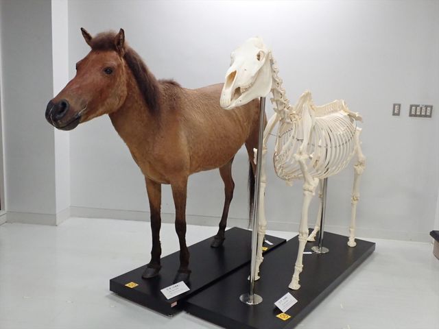 ���{��w���������Ȋw�������فi���̔����فj