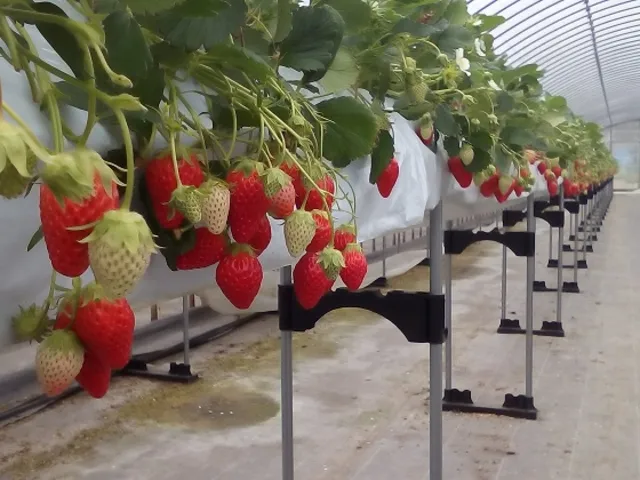 ストロベリーファーム21 江間店の最新写真