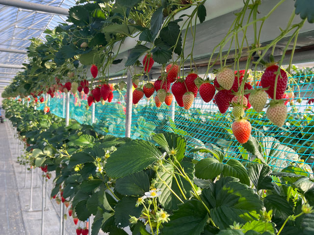 ������܉ʎ���