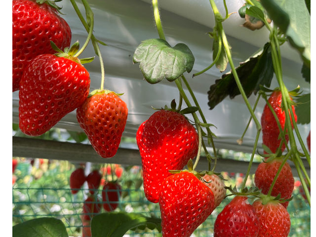 ������܉ʎ���