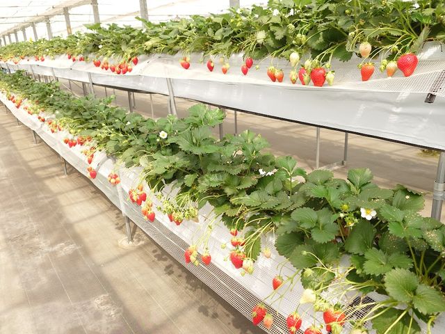 �����t�߂̃C�`�S�̗l�q_�A�L�q���C�`�S��