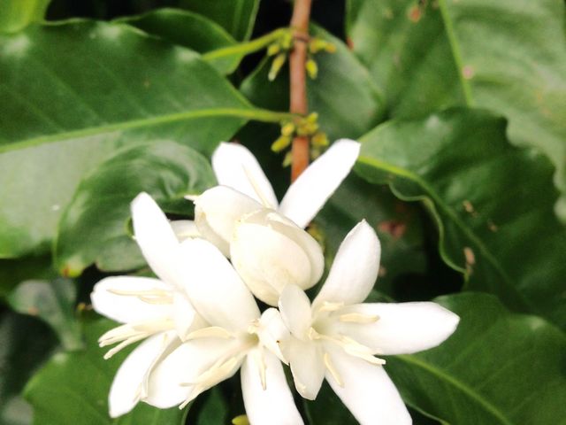 Cafe Gyutto 予約 アクセス 割引クーポン じゃらんnet