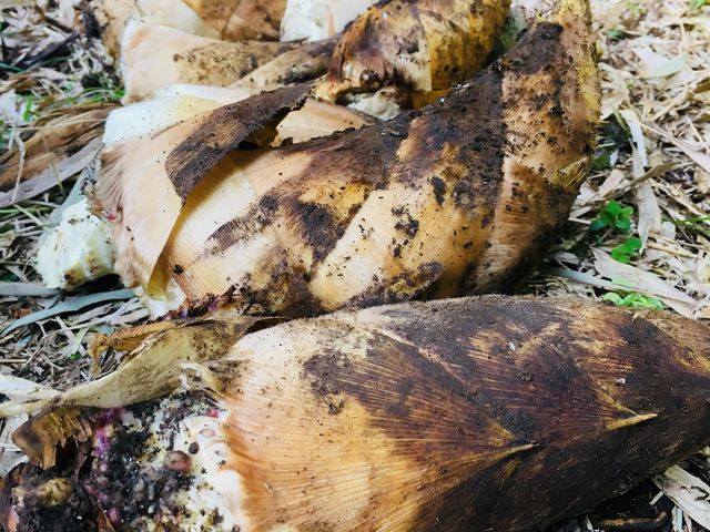 ����E�Ζ؂̐���_������ł�⡖x��
2018.3_�Z�g���O���o�[�Y�n�E�X����