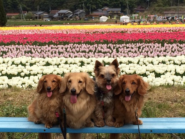 2015�ʐ^�R���e�X�g����_��ʎВc�@�l�A���V���N���[�h�ό�����